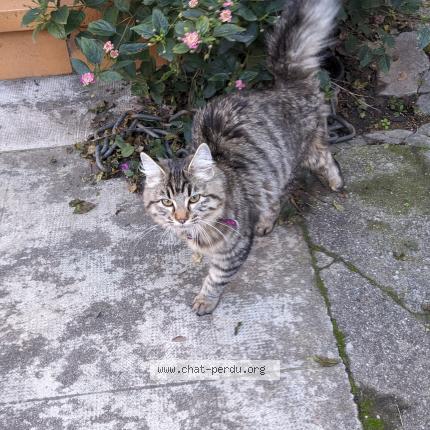 Photo 1/1 Chat retrouvé Trouvé à Nimes