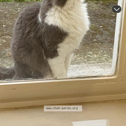 Photo 1/1 Moumouche Chat perdu à Cardonnette