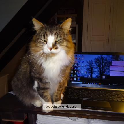 Photo 1/1 Reblochon Chat perdu à Saint ouen sur iton