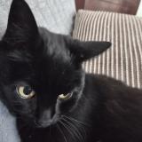 Photo de chat perdu à Creteil