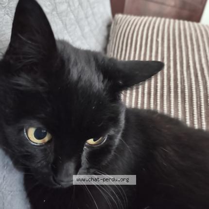 Photo 1/1 MIMI Chat perdu à Creteil