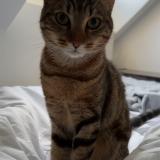 Photo de chat perdu à Montmagny