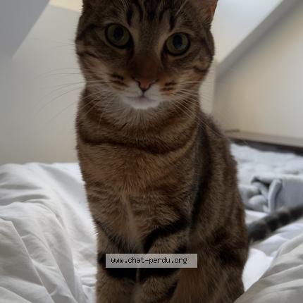 Photo 1/1 Lexie Chat perdu à Montmagny