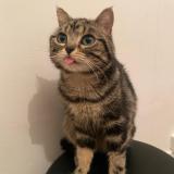 Photo de chat perdu à La Courneuve