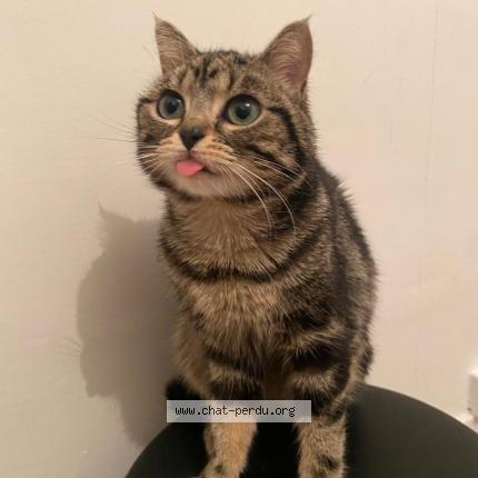 Photo 1/1 Michou Chat perdu à La courneuve