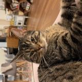 Photo de chat perdu à Marseille