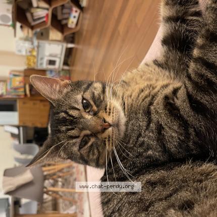 Photo 1/1 Paco Chat perdu à Marseille