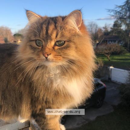 Photo 1/1 Chat retrouvé Perdu à Talence