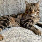 Photo de chat perdu à Bougival