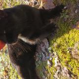 Photo de chat trouvé à Pernes Les Fontaines