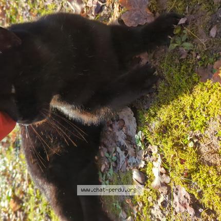 Photo 1/1 Chat trouvé Trouvé à Pernes les fontaines