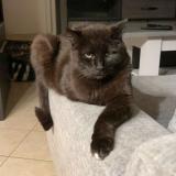 Photo de chat perdu à Nuaille