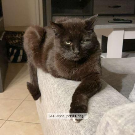 Photo 1/1 MIKADO Chat perdu à Nuaille