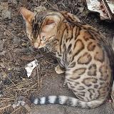 Photo de chat trouvé à Champigny Sur Marne