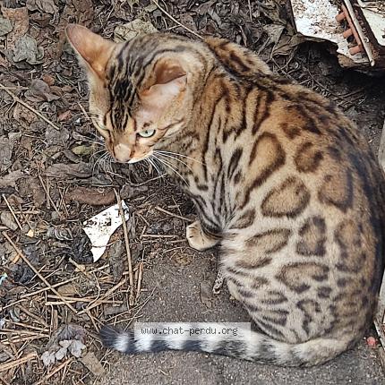 Photo 1/1 Chat retrouvé Trouvé à Champigny sur marne