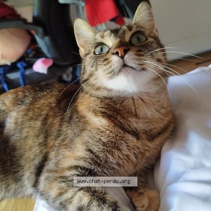Photo 1/1 Chat retrouvé Perdu à Champigny Sur Marne