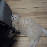 Photo de chat perdu à Uxegeney