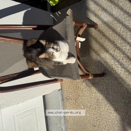 Photo 1/1 Chat trouvé Trouvé à Limoges