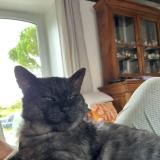 Photo de chat perdu à Conde Sur Sarthe