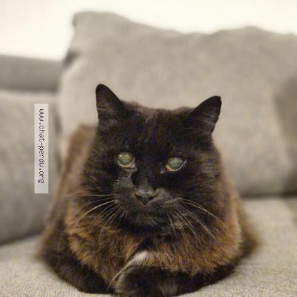 Photo de chat perdu à Chateauneuf De Gadagne