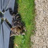 Photo de chat perdu à La Villedieu Du Clain