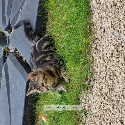 Photo 1/1 Bibou Chat perdu à La villedieu du clain