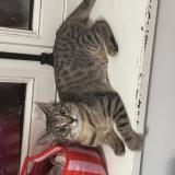 Photo de chat perdu à Villeneuve Saint George