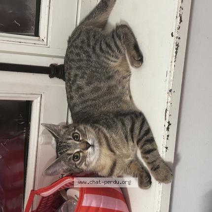 Photo 1/1 Armonie Chat perdu à Villeneuve saint george