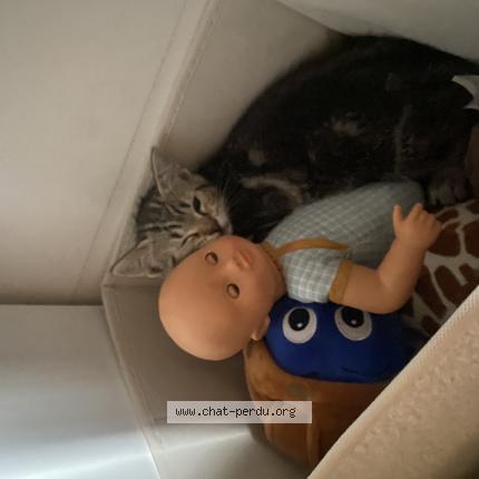 Photo de chat perdu à Barberaz