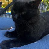 Photo de chat perdu à Laval