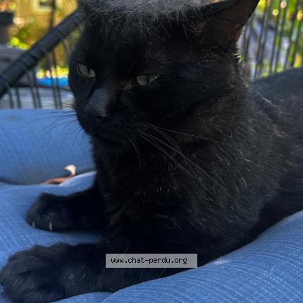 Photo 1/1 Panthère Chat perdu à Laval