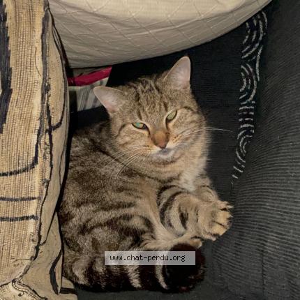 Photo 1/1 Chat retrouvé Perdu à Ballan mire