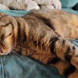 Photo de chat trouvé à Chambray Les Tours