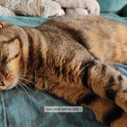 Photo 1/1 Chat trouvé Trouvé à Chambray les tours