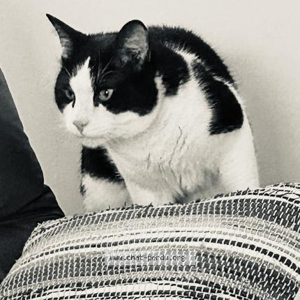 Photo 1/1 Chat retrouvé Perdu à Roques