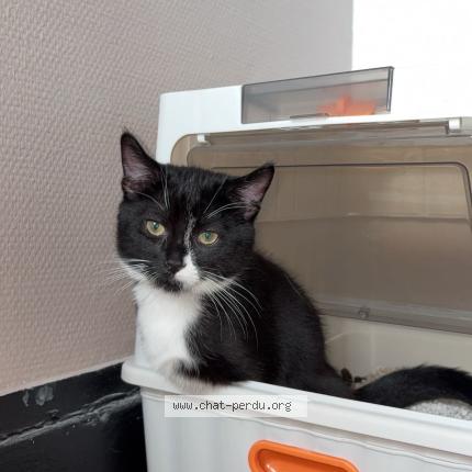 Photo 1/1 Minou Chat perdu à Roubaix