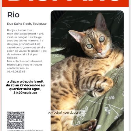 Photo 1/1 Chat retrouvé Perdu à Toulouse
