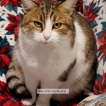 Photo 1/1 Chanel Chat perdu à Haudiomont