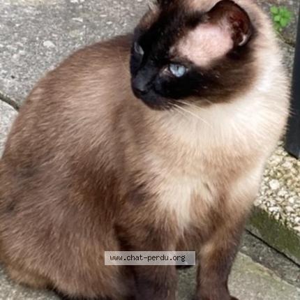 Photo de chat perdu à Biscarrosse