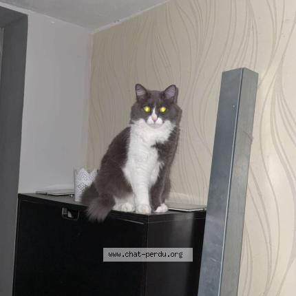 Photo 1/1 Schupette Chat perdu à Canejan