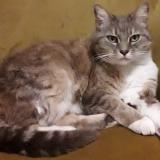 Photo de chat perdu à Graulhet