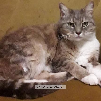 Photo de chat perdu à Graulhet