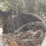 Photo de chat trouvé à Bidart