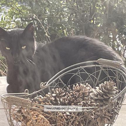 Photo 1/1 Chat trouvé Trouvé à Bidart