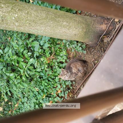 Photo 1/1 Chat trouvé Trouvé à Vanves