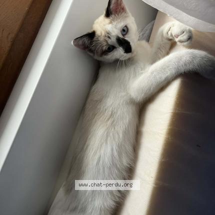 Photo 1/1 Chat retrouvé Perdu à Toulouse