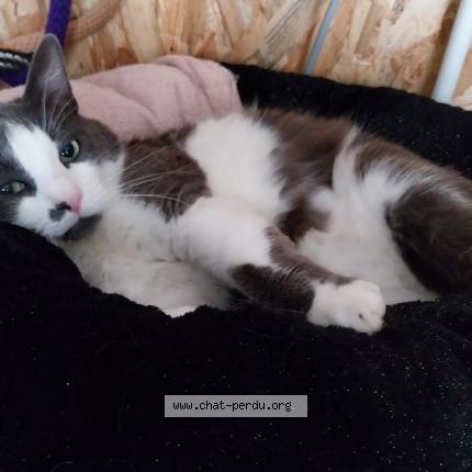 Photo 1/1 Chat retrouvé Perdu à Suarce