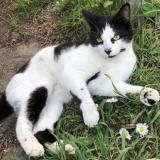 Photo de chat perdu à Houilles