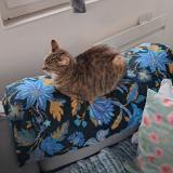 Photo de chat perdu à Saint Philippe Du Seignal