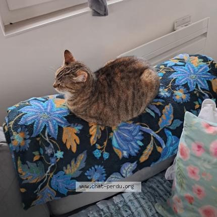 Photo 1/1 Chipie Chat perdu à Saint philippe du seignal